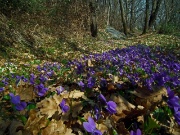 88 violette del pensiero...